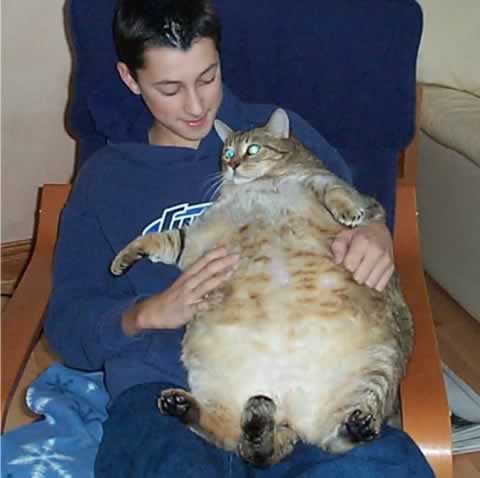 [fat-cat.jpg]