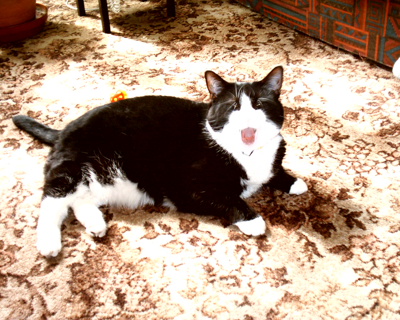 [cat-black-and-white-DSH-yawning-eyes-closed-on-floral-pattern-carpet-JR.jpg]