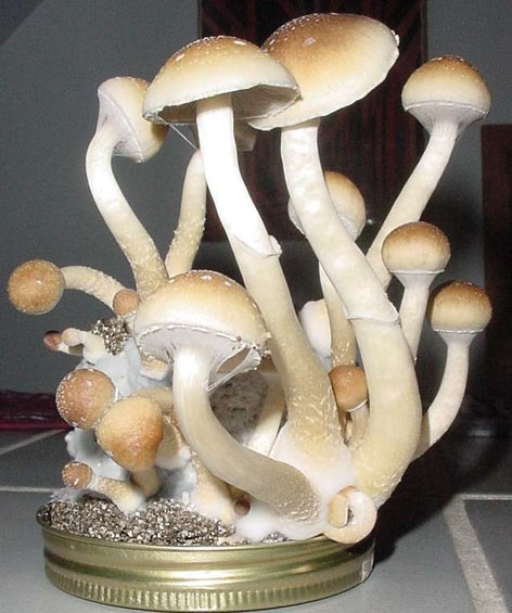 [magic-mushrooms.jpg]