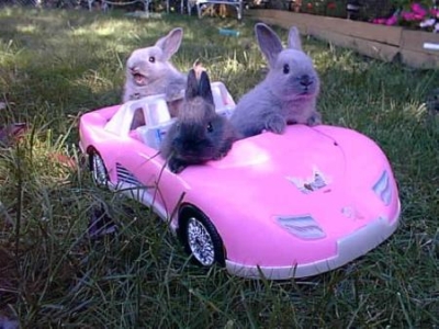 [bunnies_driving_400x300.jpg]
