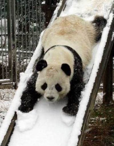 [panda_in_snow.jpg]