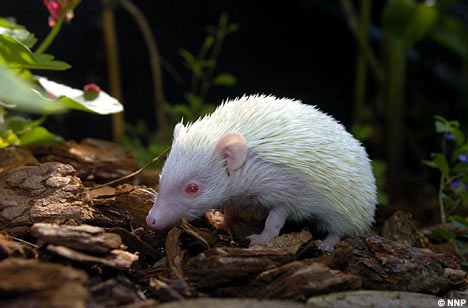 [the-amazing-albino-hedgehog.jpg]