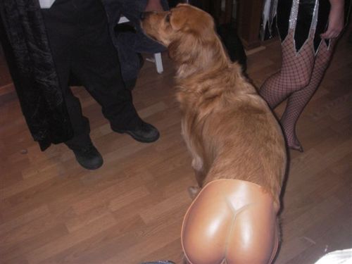 [gbs_halloween_party_dog_with_fake_butt_h.jpg]