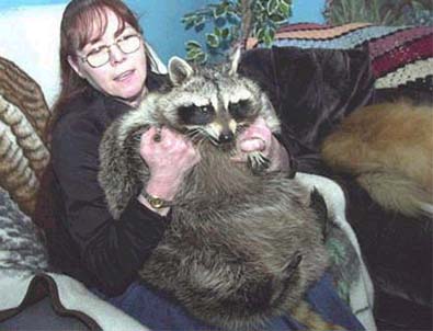 [raccoon-75-pounder-pet-Deborah-Klitsch-pic.JPG]