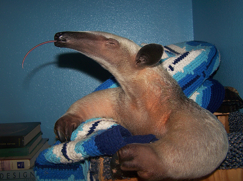 [Anteater36.png]