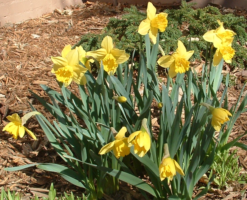 [DaffodilsMarch2007.jpg]