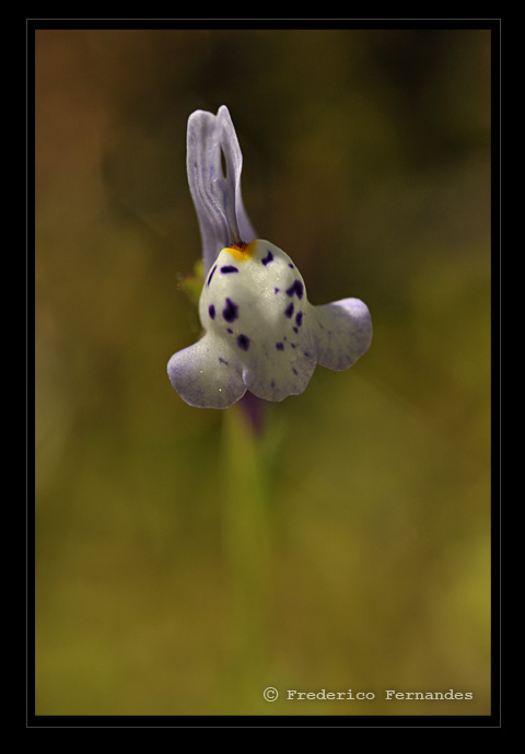 [orquidea.jpg]