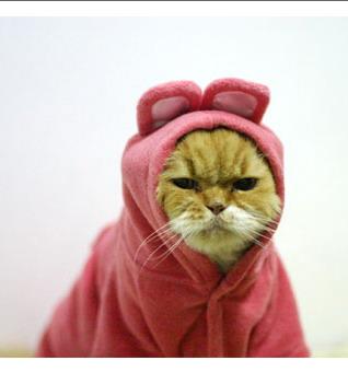[angry-cat-in-pink-rabbit-costume-1.jpg]