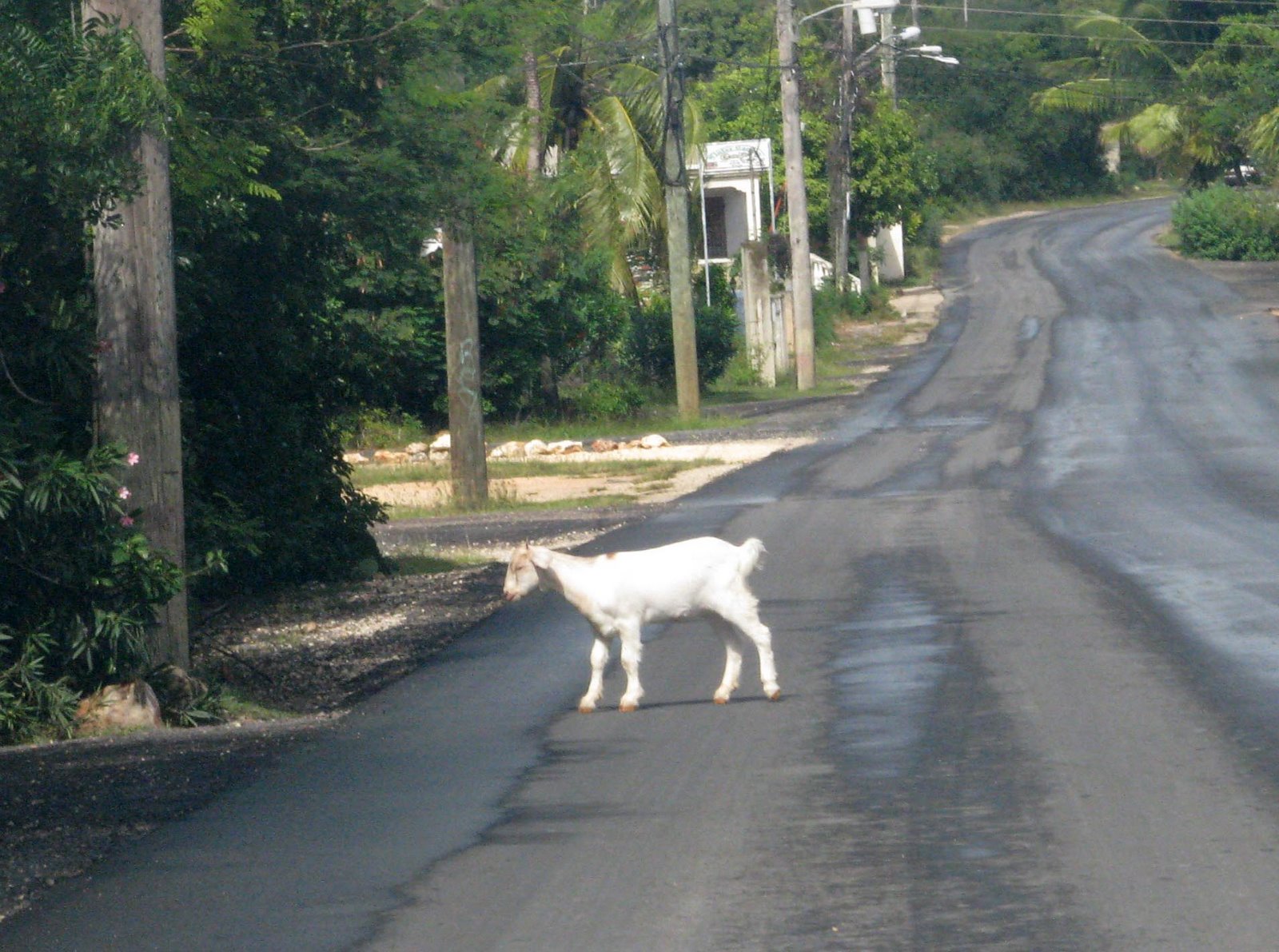 [goat+in+road.jpg]