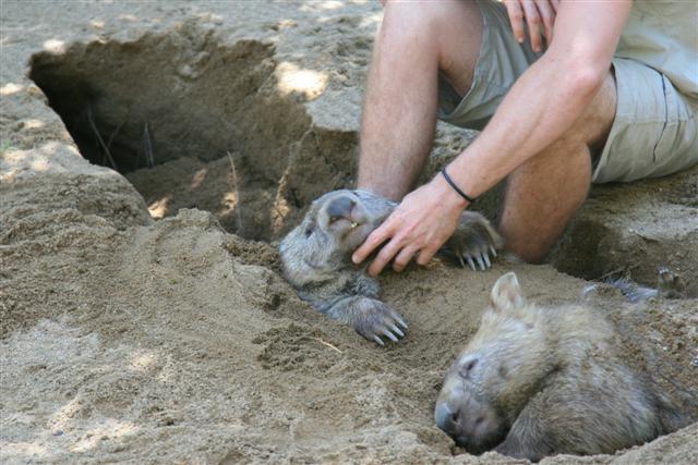 [wombat+in+hole+(Small).JPG]