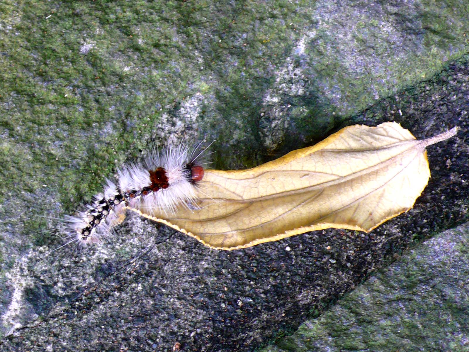 [Caterpillar+and+a+Leaf.jpg]