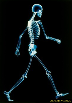 [walkingSkeleton.jpg]