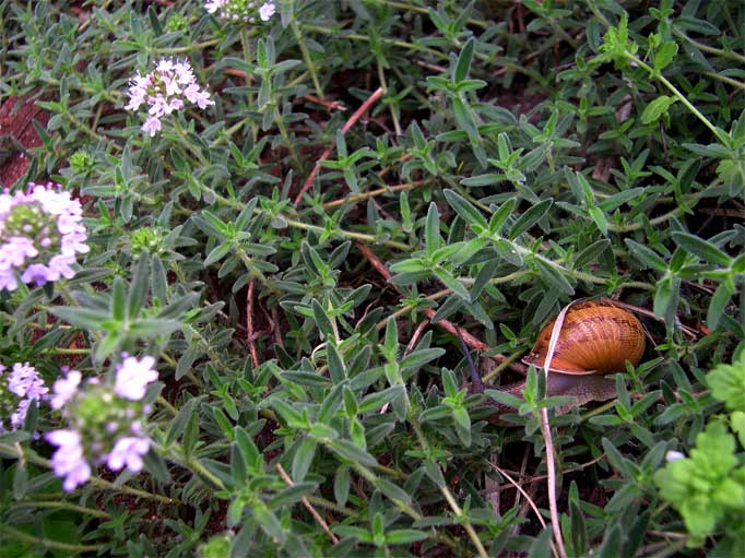 [snail-thyme.jpg]