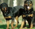 [rotweillers]