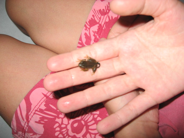 [tadpoles+and+frog+and+bunny+006.jpg]