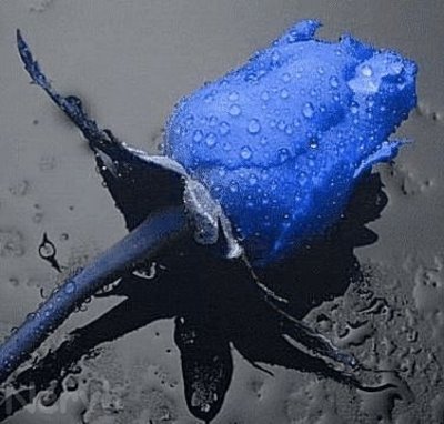 [20060323-flor azul.jpg]