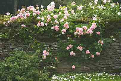 [rosas-jardim-muro.jpg]