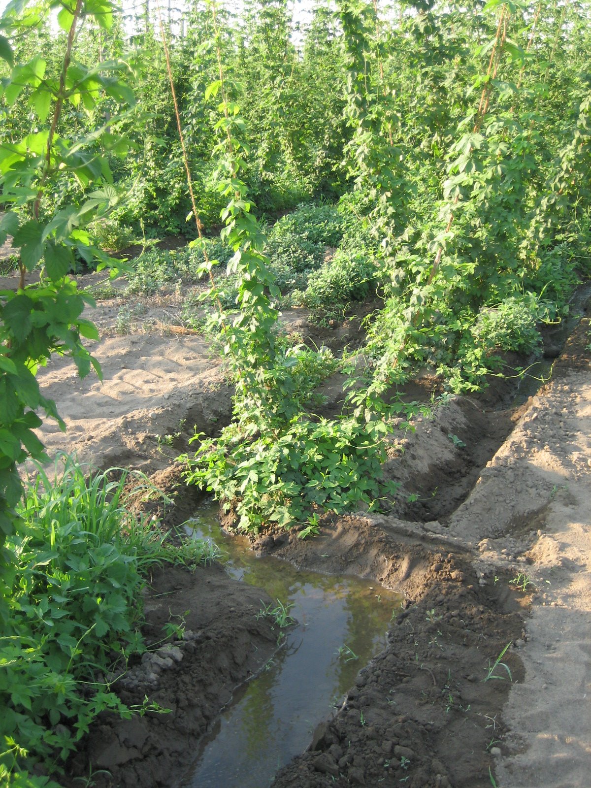 [Ditch+bent+to+help+out+smaller+hops+July+2008.jpg]