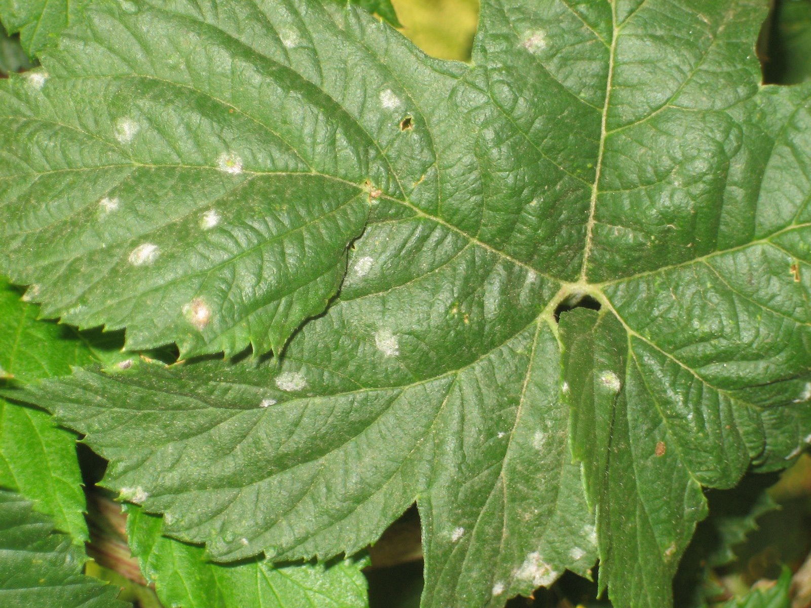 [Spots+of+powdery+mildew+on+leaf+July+3,+2008.jpg]