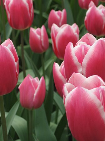 [Tulips+Inspiration.jpg]