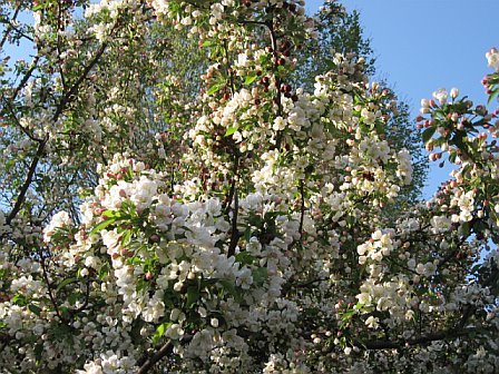 [Spring+tree+blossoms.jpg]