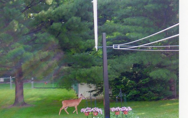 [Deer+in+yard005.jpg]