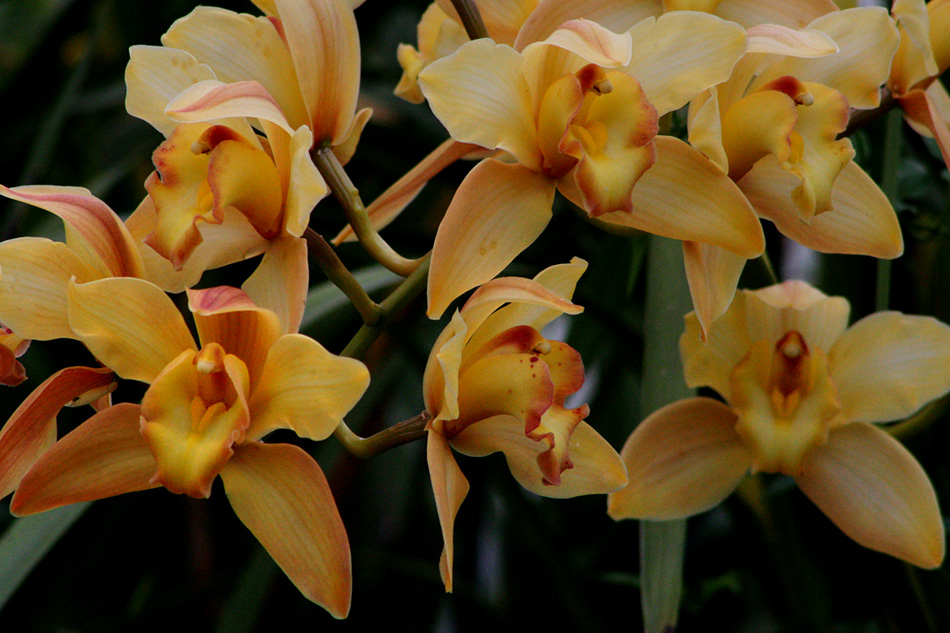 [LI-orchids-018.jpg]
