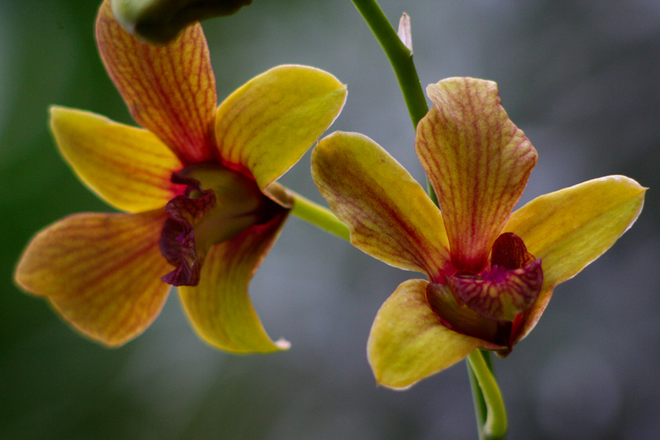 [LI-orchids-37.jpg]