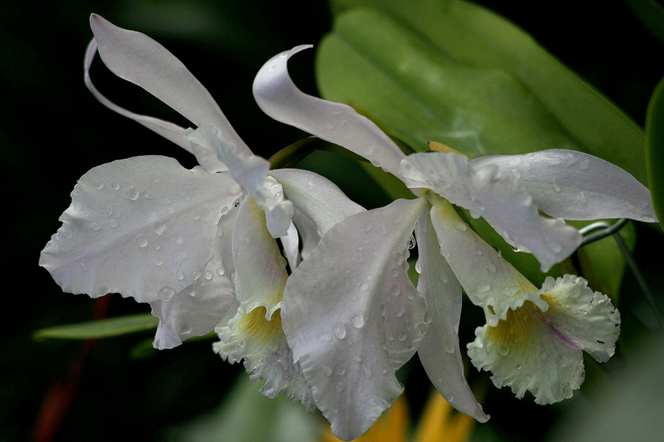 [LI-orchids-048a.jpg]