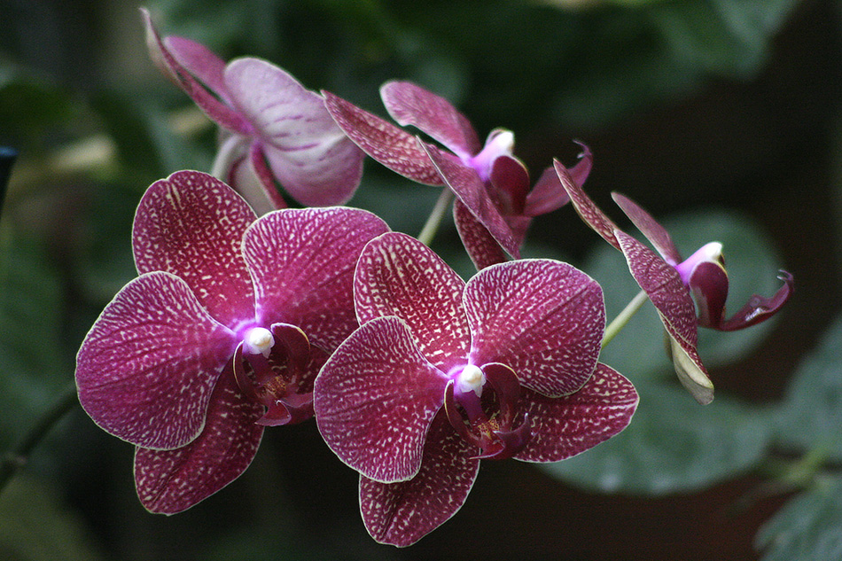 [LI-orchids-43a.jpg]