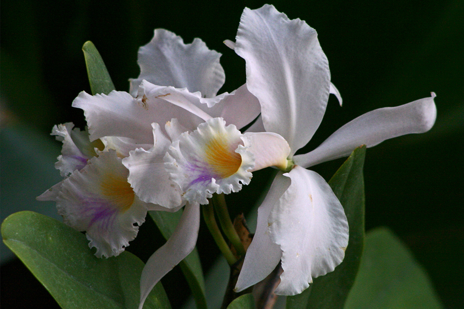 [LI-orchids-074a.jpg]