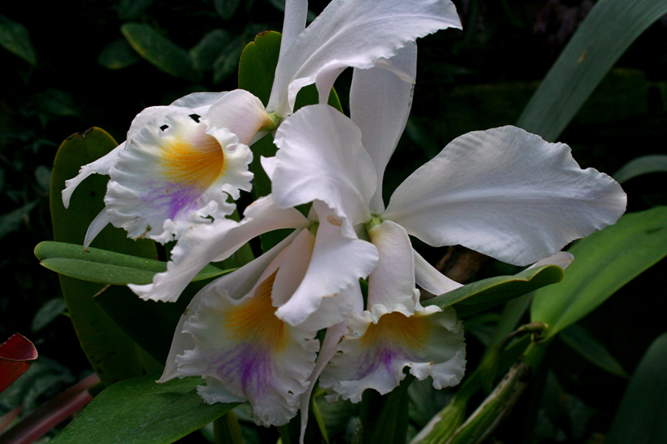 [LI-orchids-084a.jpg]