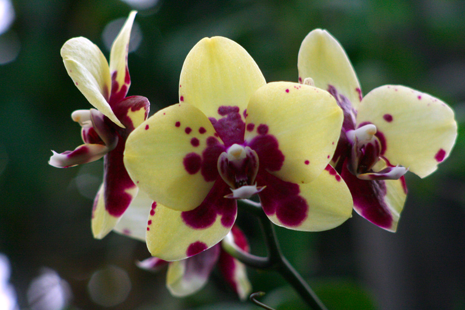 [LI-orchids-069a.jpg]