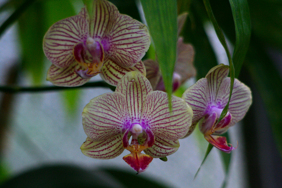 [LI-orchids-068a.jpg]