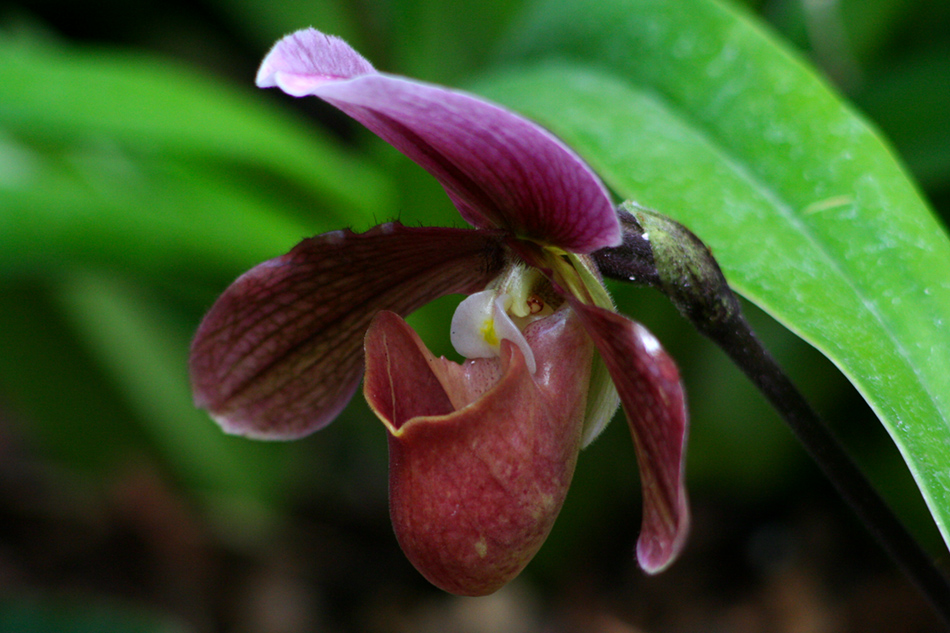 [LI-orchids-094a.jpg]