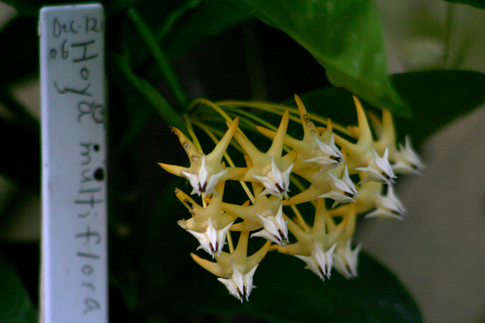 [LI-orchids-0351a.jpg]
