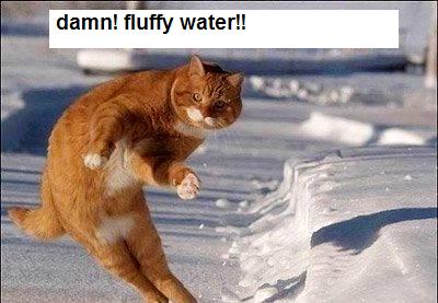 [Fluffy+Water.jpg]