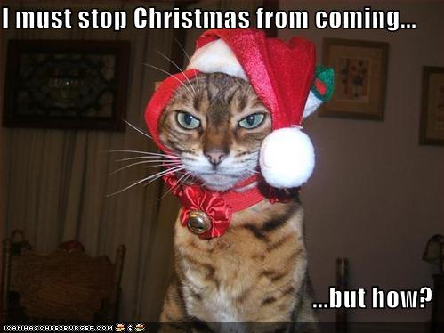 [funny-pictures-cat-stops-christmas.jpg]