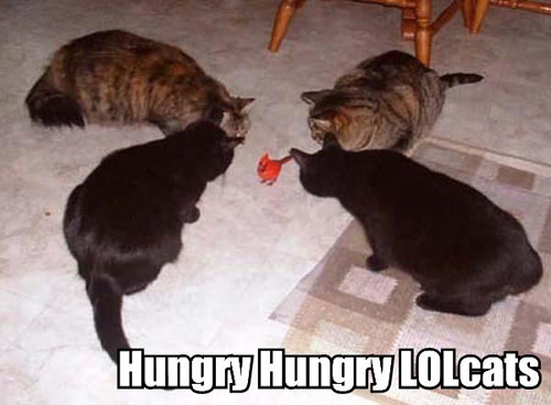 [hungry-hungry-lolcats.jpg]