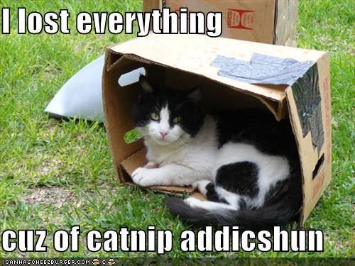 [catnip+addiction.jpg]