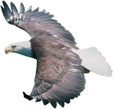 [flying-eagle.jpg]