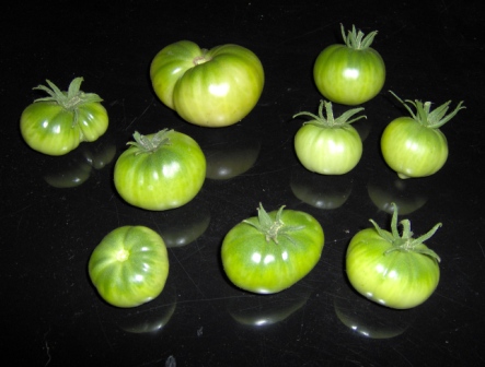 [green+tomato+2.JPG]