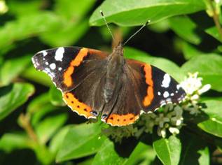 [red+admiral+butterfly.jpg]