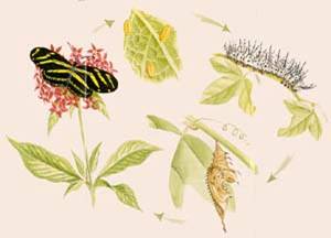 Watercolor illustration of butterfly lifecycle by Lynda Chandler