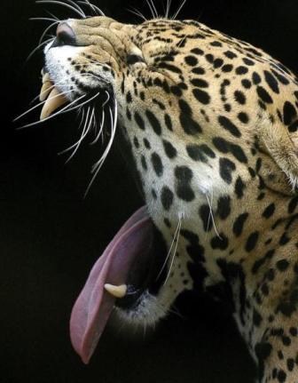 [reaccion-ante-amenaza-jaguar-9-20070219.jpg]