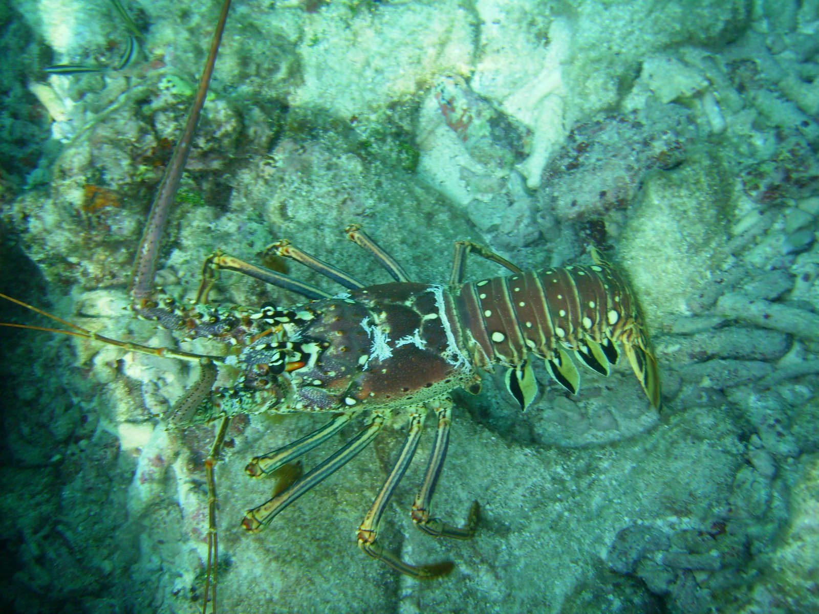 [lobster.JPG]