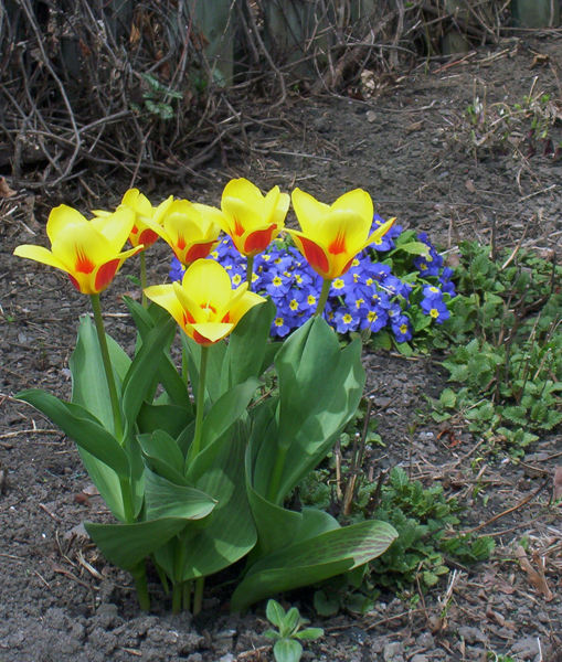 [tulips-and-blue.jpg]