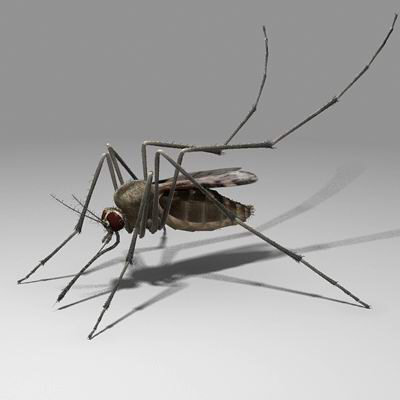 [mosquito%2001_JPG4ce2386f-20a5-47d8-8bfa-8d5768a091d1Large.jpg]