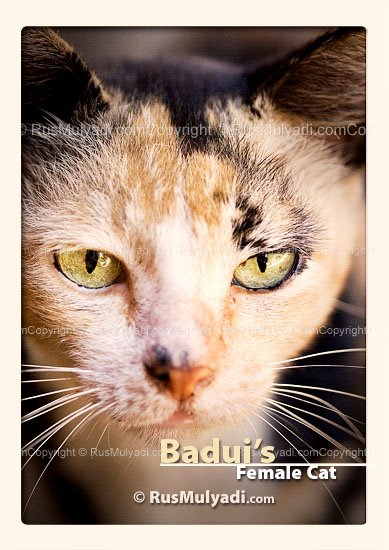 [badui+female+cat+rusmulyadi+dot+com+web.jpg]