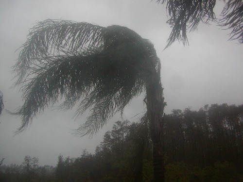 [palms+in+hurricane.jpg]